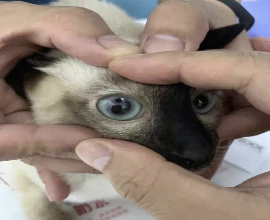 犬胆汁淤积特效药,胆汁淤积性肝病的克星