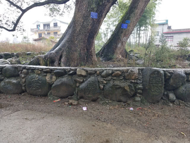 千年的古樟,亲历千年古樟重生