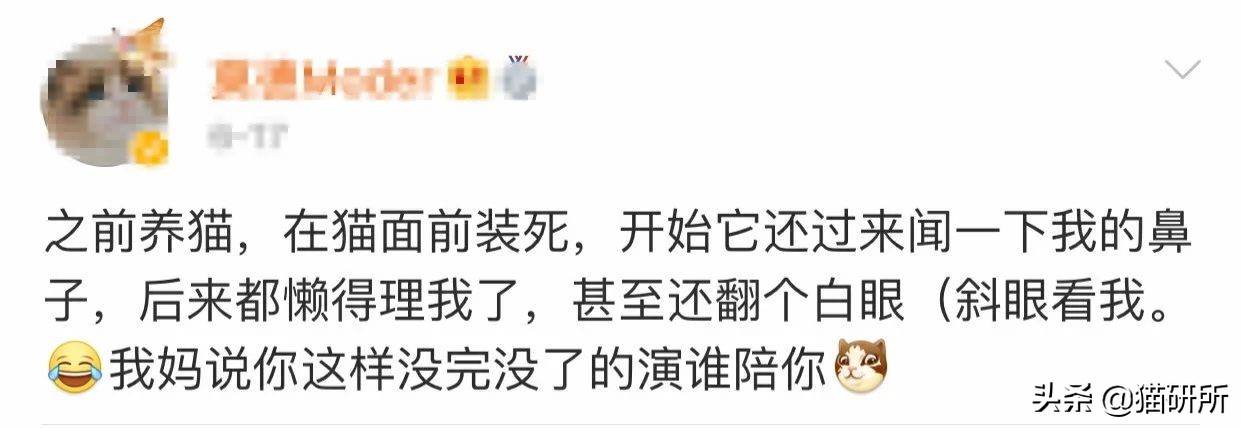 猫和主子玩装死游戏,在猫面前装死猫的反应