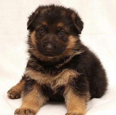 德牧幼犬怎么饲养好,德牧幼犬饲养方法