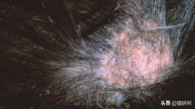 你们的猫咪猫癣怎么治好的,亲身经历的猫癣怎么治