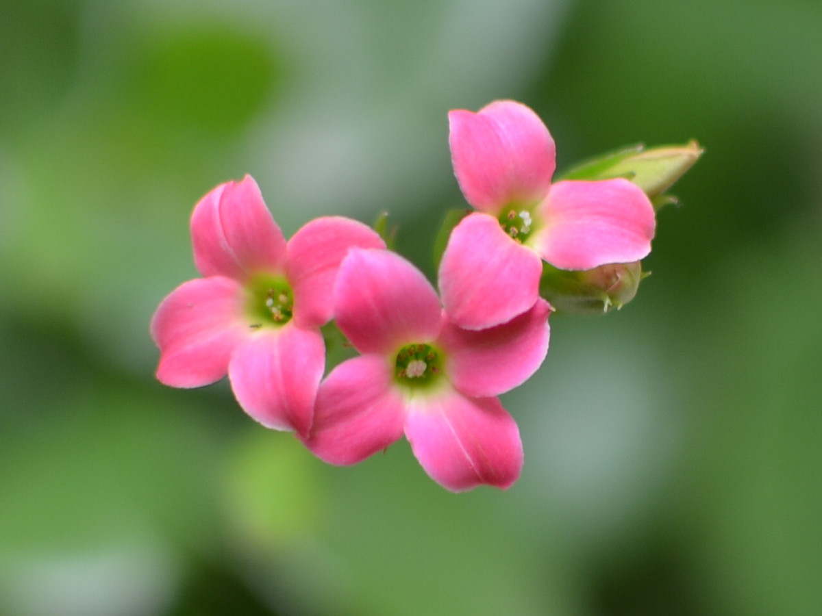 玻璃翠叶子黄了怎么做,玻璃翠花叶子发黄怎么回事