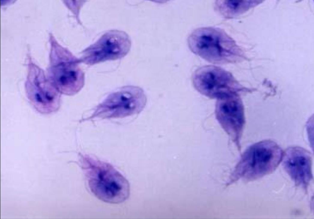 养猫狗真的那么容易感染寄生虫吗,猫狗驱虫药都驱虫哪些虫