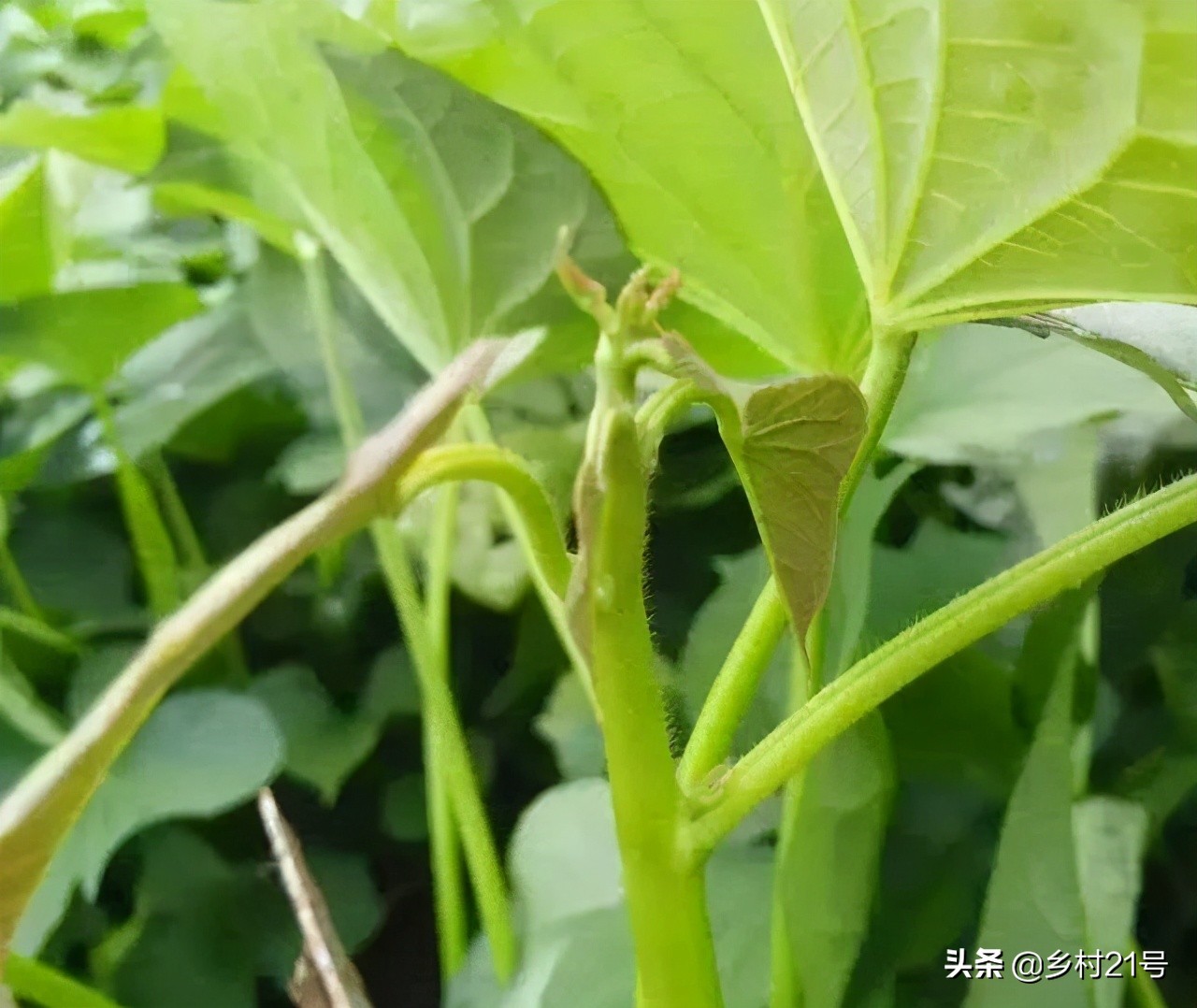 红薯只长秧不结红薯,红薯只长秧子不结薯