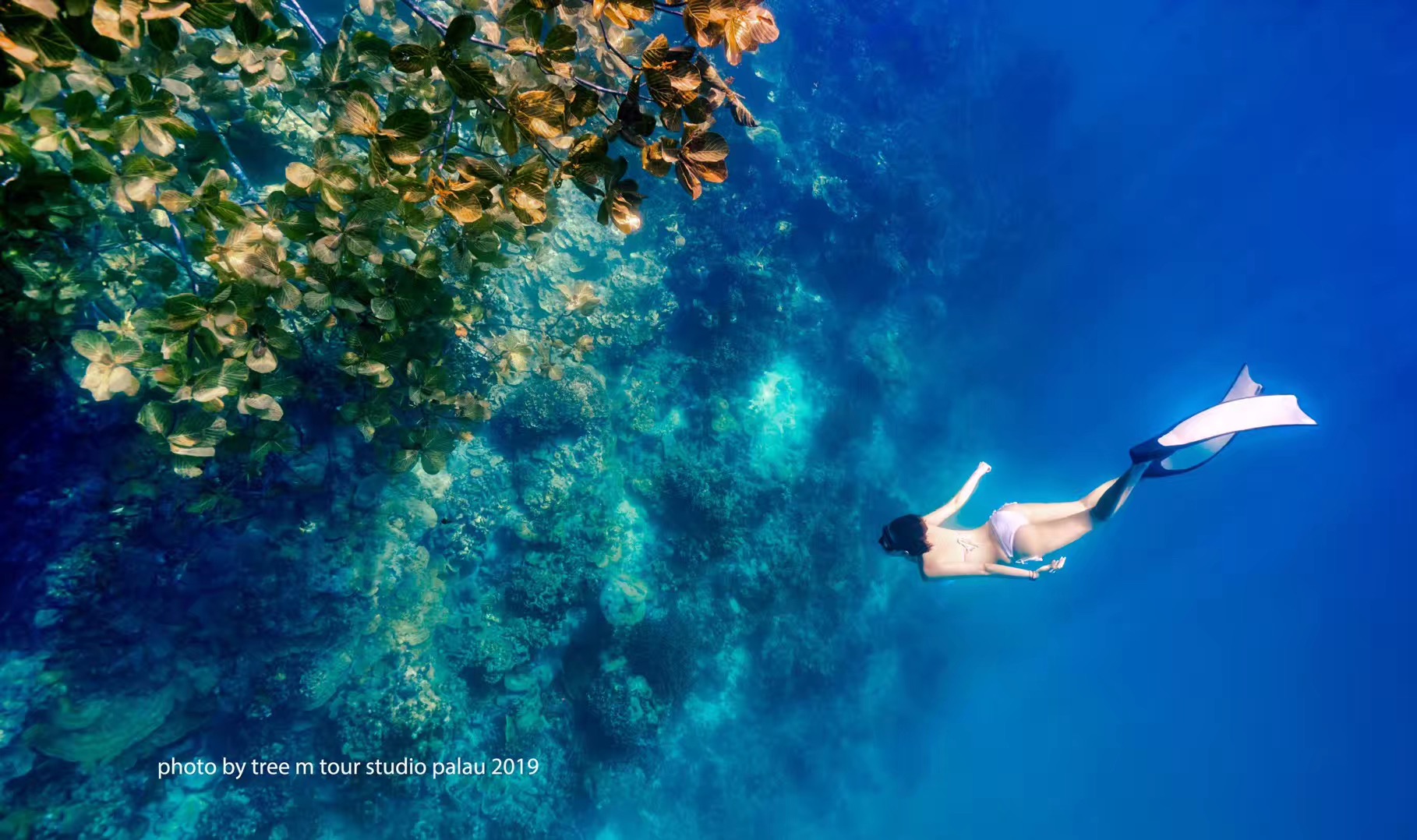 帕劳潜水旅游攻略,马尔代夫对比巴厘岛普吉岛帕劳