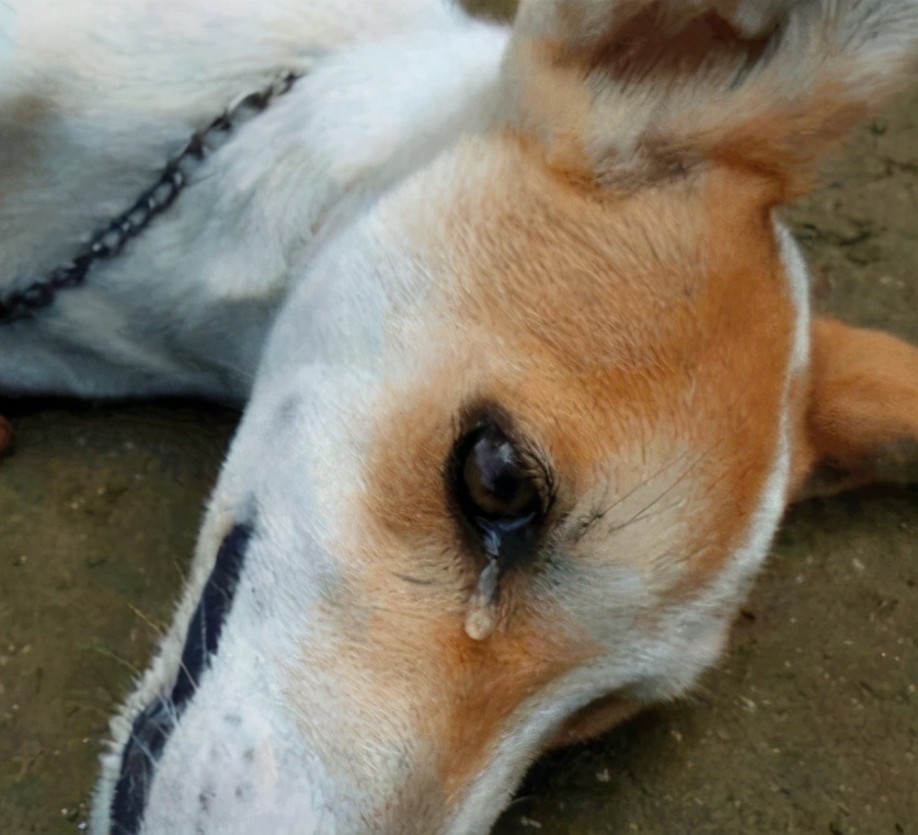 狗狗发抖查不出原因,辟谣狗狗鼻子干就是生病