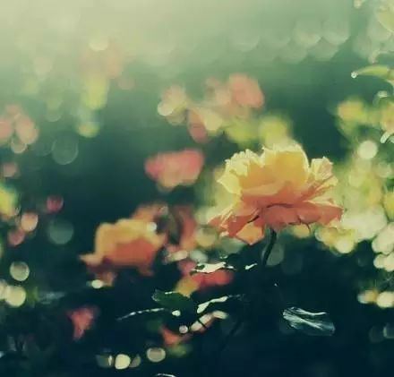 源自古诗的经典成语,诗词优美的成语