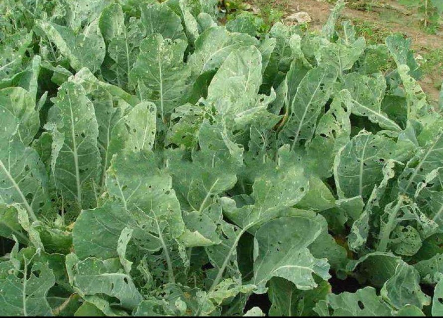 花菜不结球,花菜结球了还要施肥吗