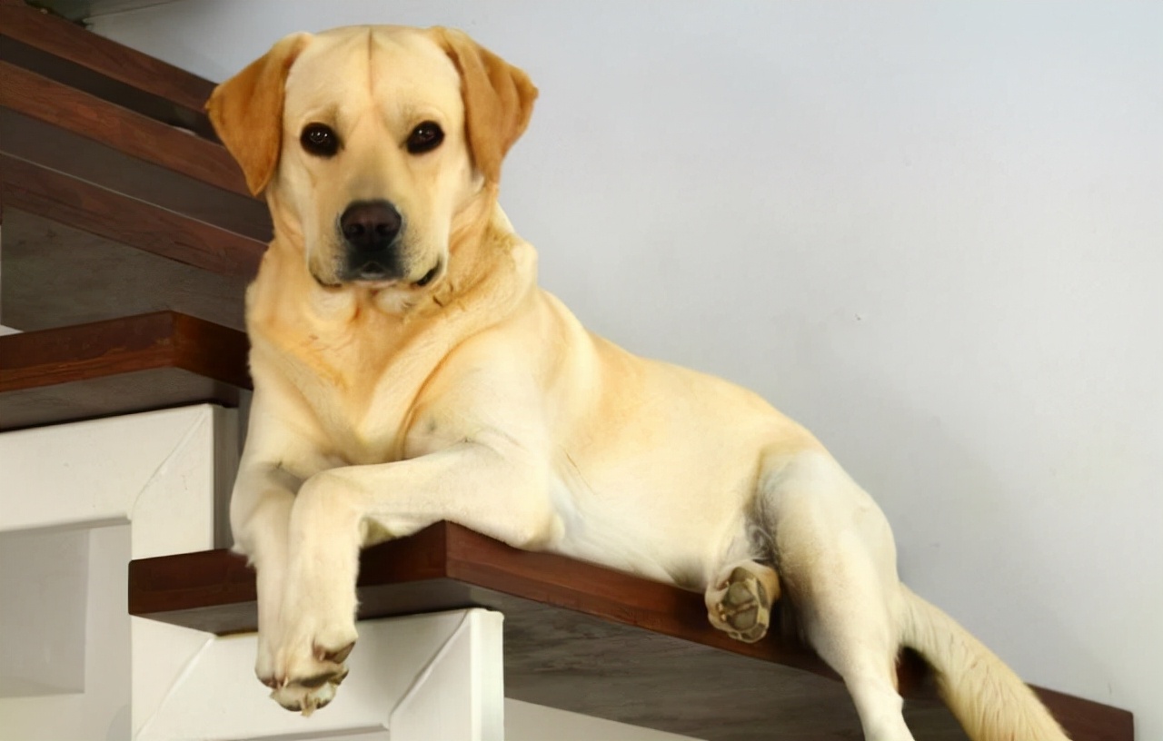 拉布拉多怎么挑选品相好看的,纯种拉布拉多犬怎么看品相