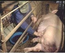 分娩母猪的管理及猪仔保健,母猪分娩注意事项及仔猪护理要点