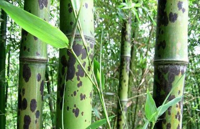 文人骚客的最爱，传说为二妃的血泪所化而成-斑竹