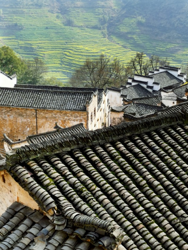 春暖花开我在油菜花田等你,篁岭晒秋我听了风的话