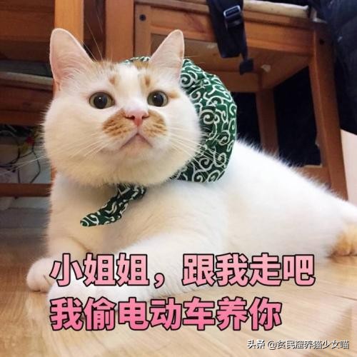 猫咪必备玩具排行榜,猫咪最爱的7款玩具