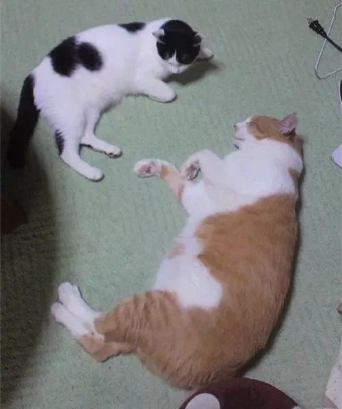 老板，这圆滚滚地怎么恢复出厂设置，说好的小可爱呢？