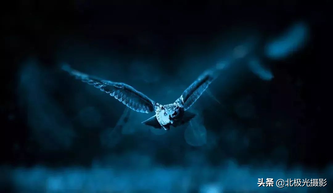 拍摄鸟类照片技巧,拍摄鸟儿照片技巧