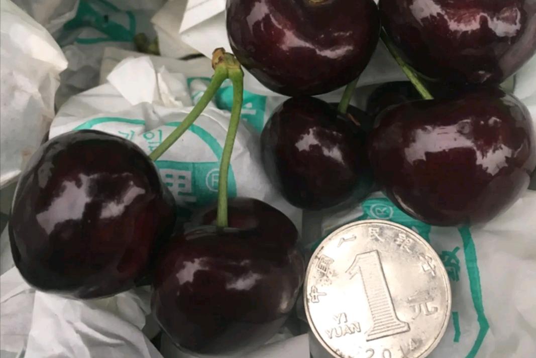 大樱桃裂果咋办？我国农民有一“神奇操作”，专家反对，照样大火