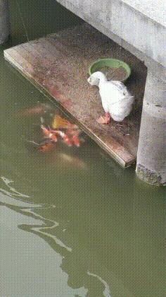 赌100袋辣条,赌十包辣条