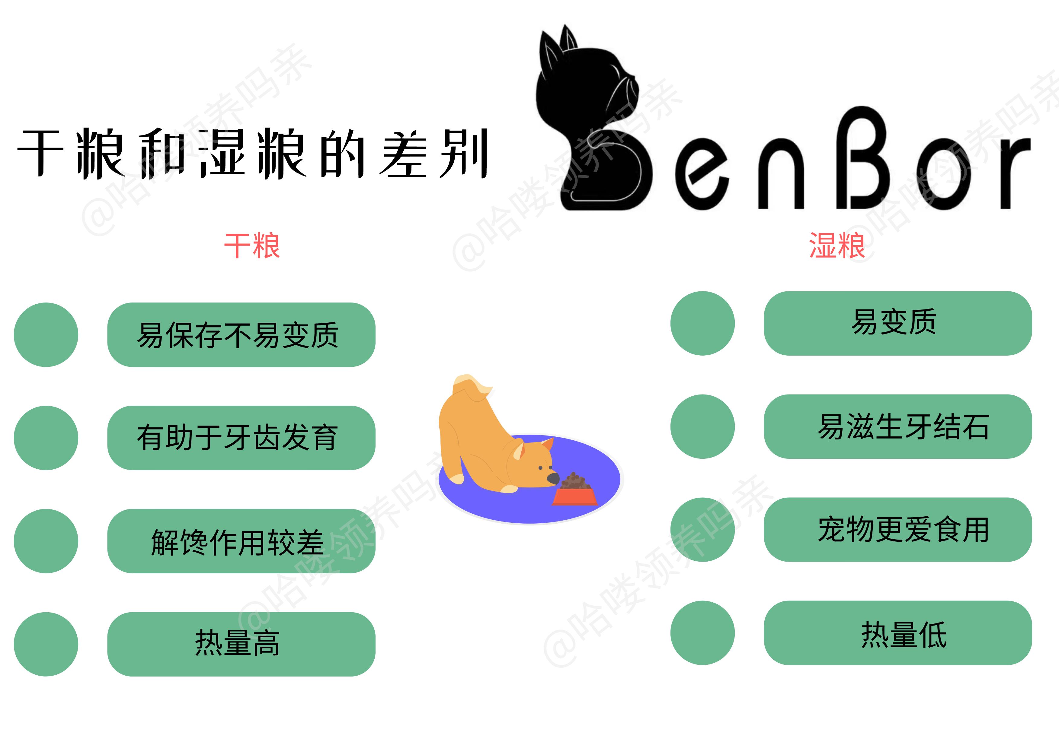 狗狗如何护牙,狗狗怎么护理狗牙