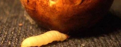 金刚生虫子怎么办,金刚中有恶心的虫子