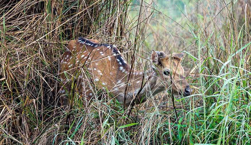 尼泊尔十堰,尼泊尔为什么这么穷