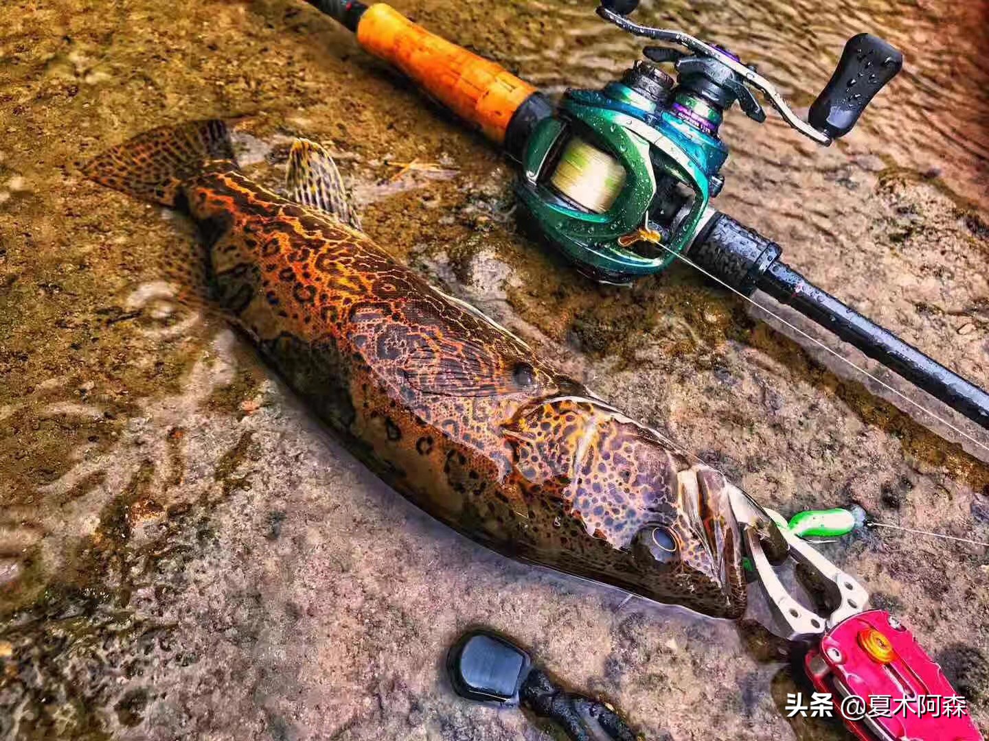 鳜鱼喜欢在岩石堆里面吗,鳜鱼总是侧躺在石头边