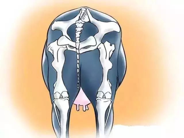 怎么辨别奶牛的奶真假,奶牛分娩前有哪些征兆