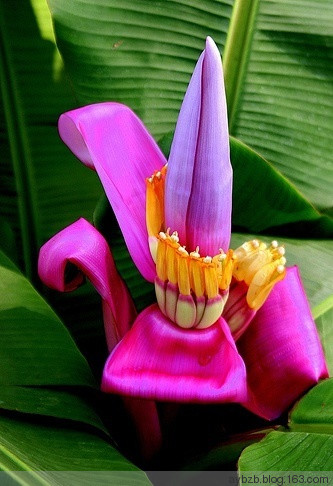 最好记的花名大全,很难得一见的花