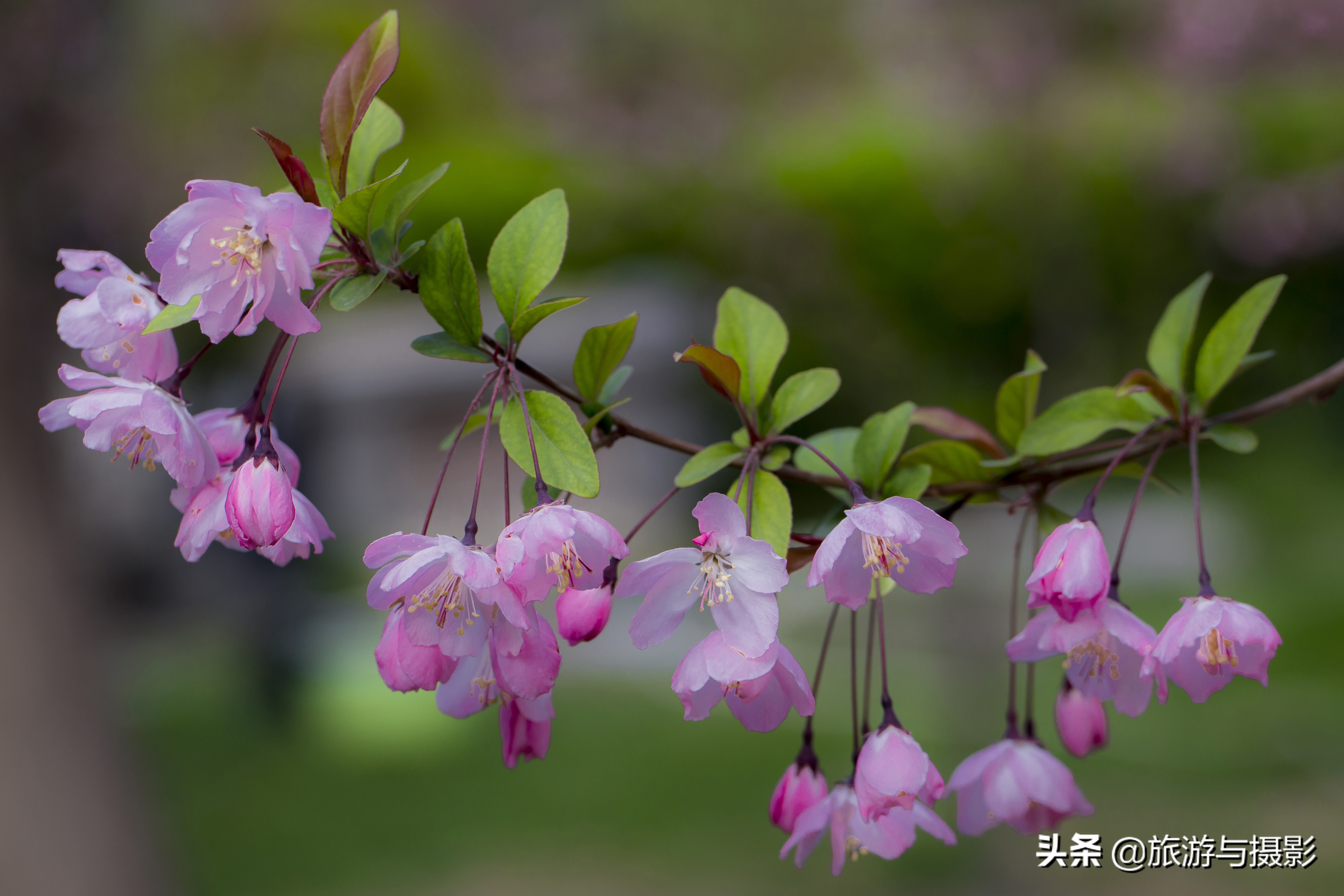 海棠花诗七绝,南宋海棠花图古诗