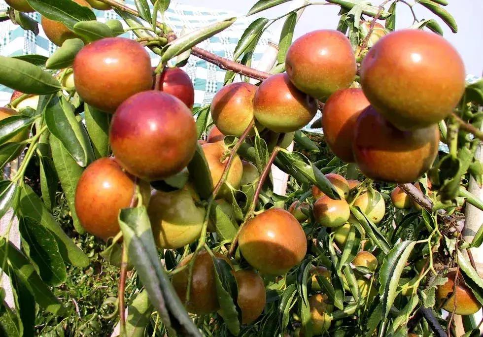 金秋采摘正当时!山东这十种田间美味错过再等一年!