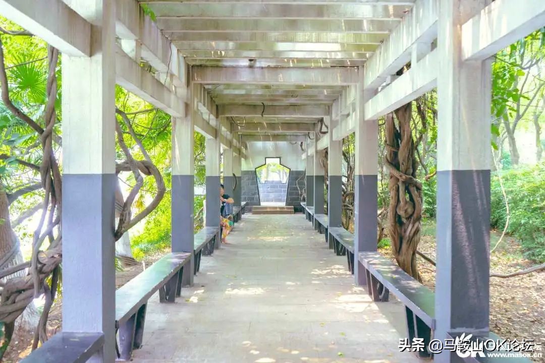 唰，就绿了！马鞍山夏天的n+1种样子