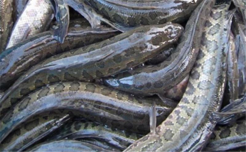 鱼塘里有黑鱼怎么解决,鱼塘里有黑鱼怎么处理干净