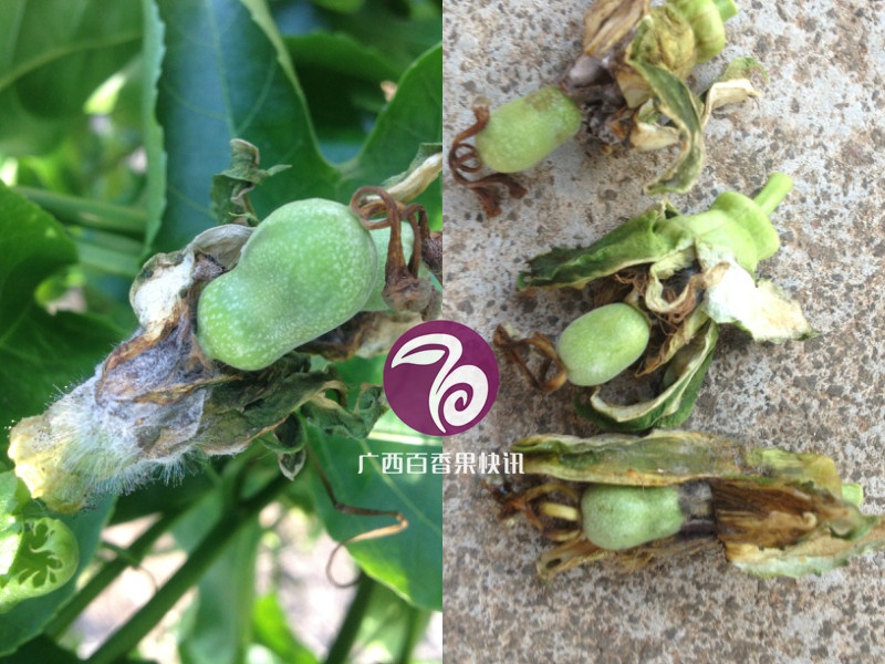 百香果灰霉病掉果怎么处理,黄金百香果灰霉病