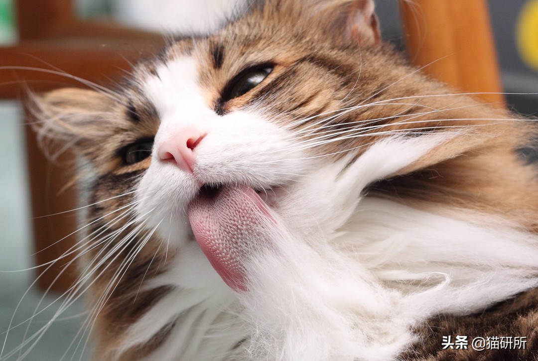 猫咪每天都要舔我脸,猫咪每天要舔自己800次