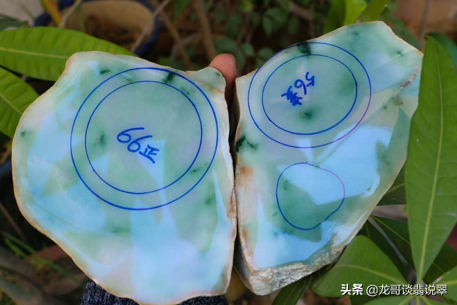 “猪棕杨，扎石上，破坏性大要防范”，这类癣有色无色，都不要碰