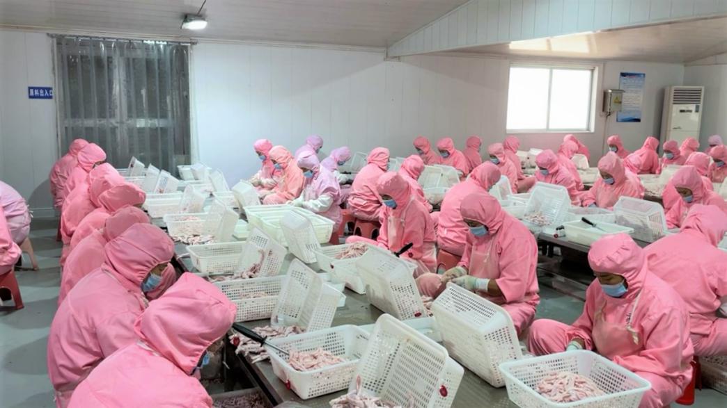 山东泉润食品鸭掌被“吃”出了“全国肉鸭养殖第一县”