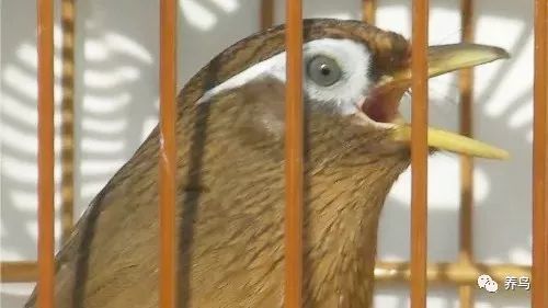 养画眉鸟的讲究有哪些,养画眉鸟用什么虫好