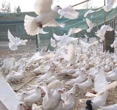 预防鸽子毛滴虫最好的方法,鸽子如何预防毛滴虫