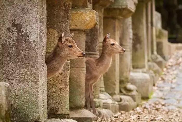 正仓院都是盛唐*物文**?事实是,95%是日本制