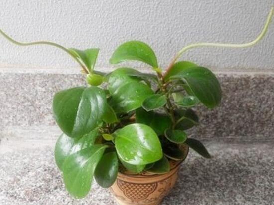 紫边碧玉和碧玉哪个好养,碧玉的养殖方法和注意事项