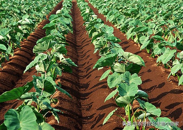 芋头根腐病用药配方,芋头根腐病根治方法