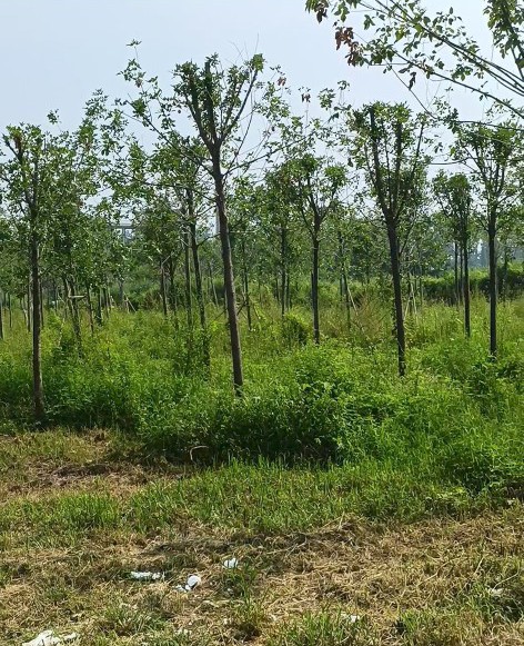 鏉庣櫧鏉滅敨鍦ㄥ厲宸炵殑璇楀彞,鏉庣櫧鏉滅敨鐩搁亣鍦ㄥ厲宸炲啓鐨勮瘲