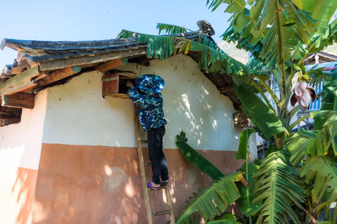 土蜂蜜的取蜜全过程,土蜂蜜取蜜全过程记录