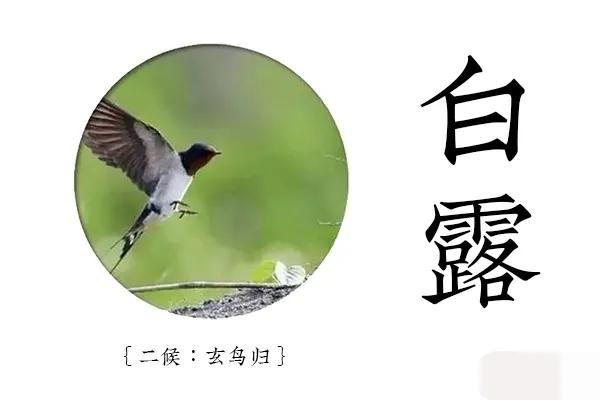 「节气变换」今日白露：露从今夜白，月是故乡明