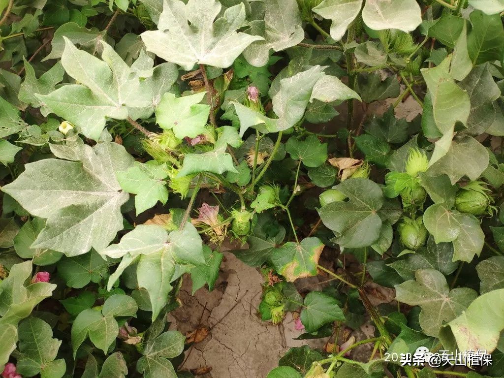 棉花病害怎么调查出来,棉花的病害分析