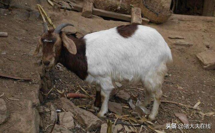 冬季羊发烧、拉稀、咳嗽怎么治疗