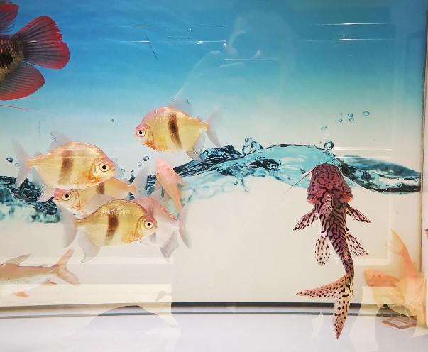 观赏鱼打什么药水消毒比较好,给观赏鱼可以用紫药水吗