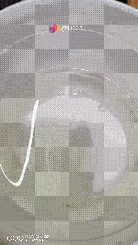 水中大熊猫桃花水母现身庐山西海,罕见泸州再现水中大熊猫桃花水母