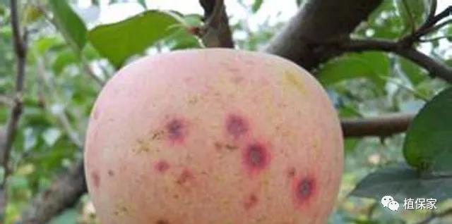 钙镁锌硼高产,钙镁硼铁镁什么农作物可用