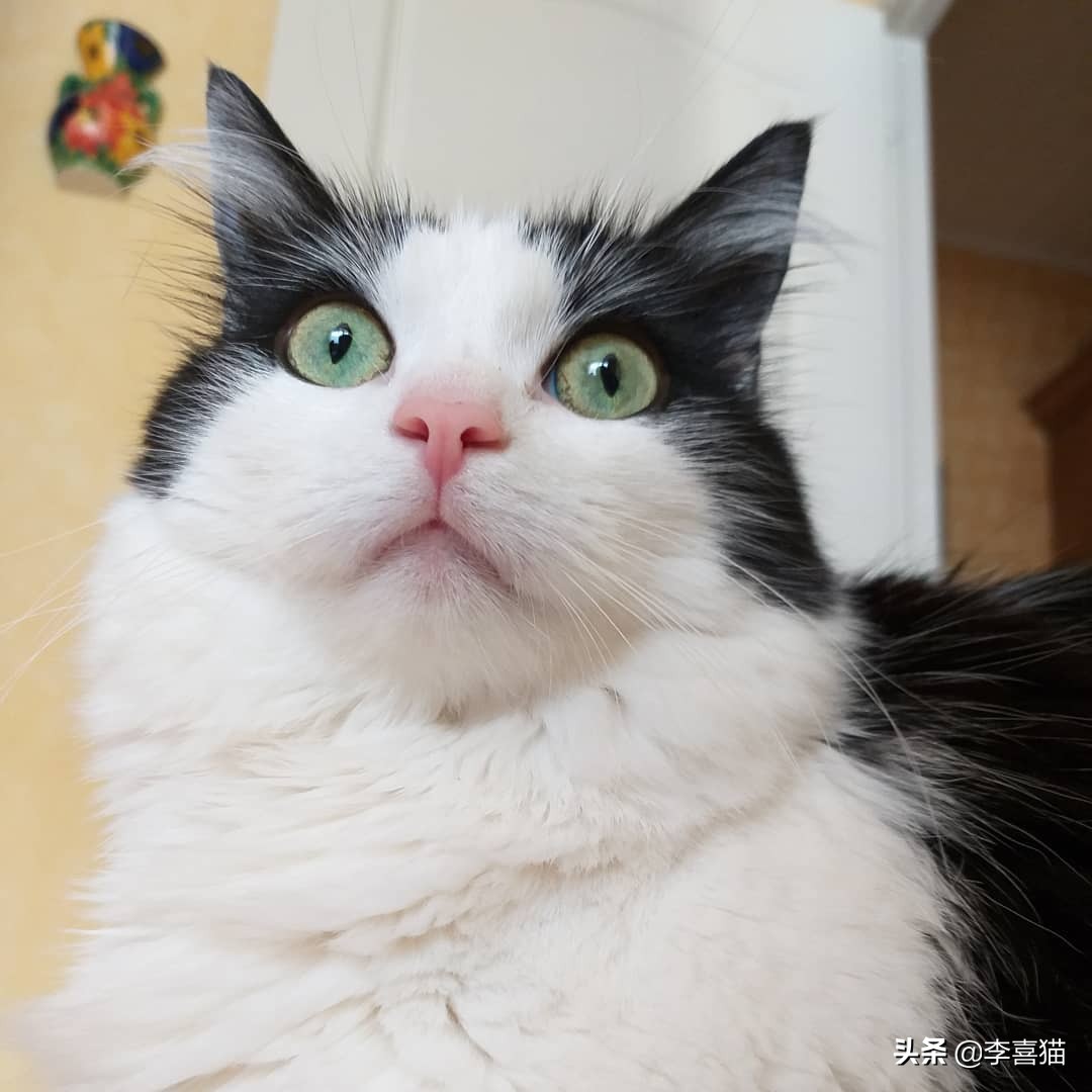 猫咪的饮食禁忌是什么,猫咪喂养的方法和注意事项