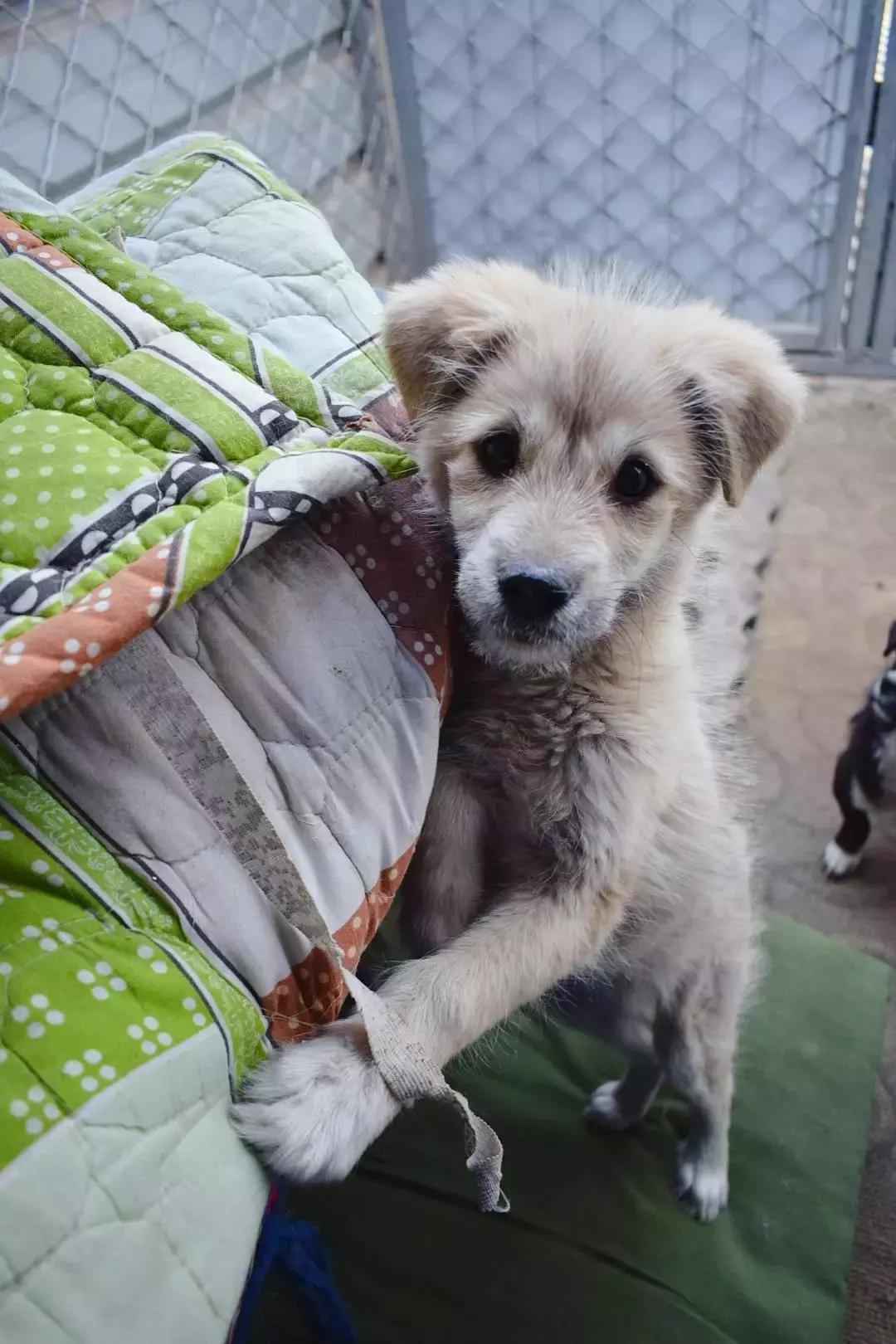 给它们一个家|线上宠物领养日,201903101